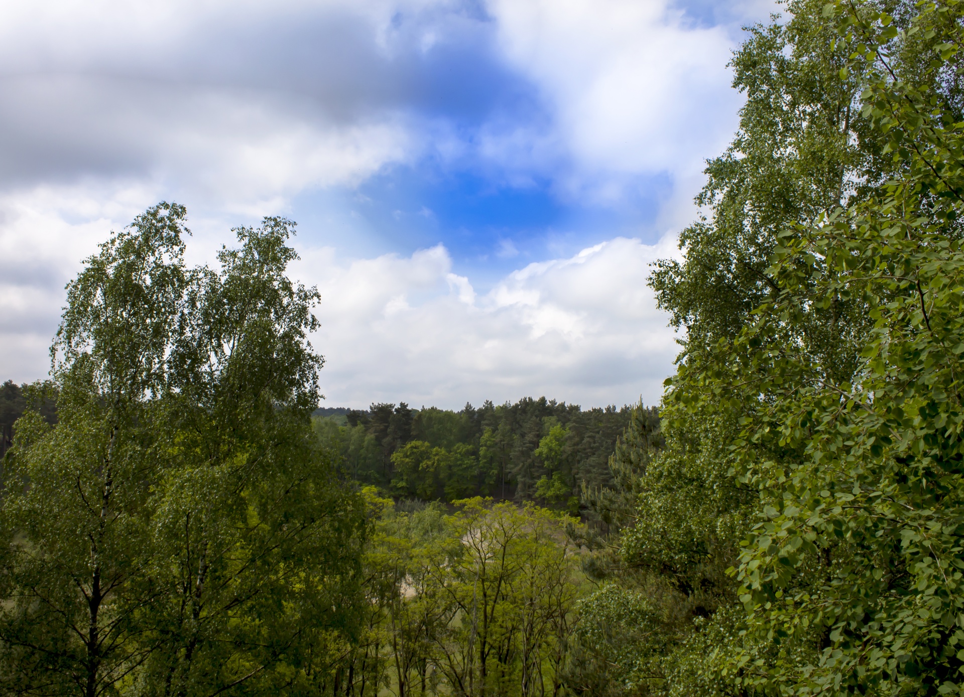 landscape nature tree free photo