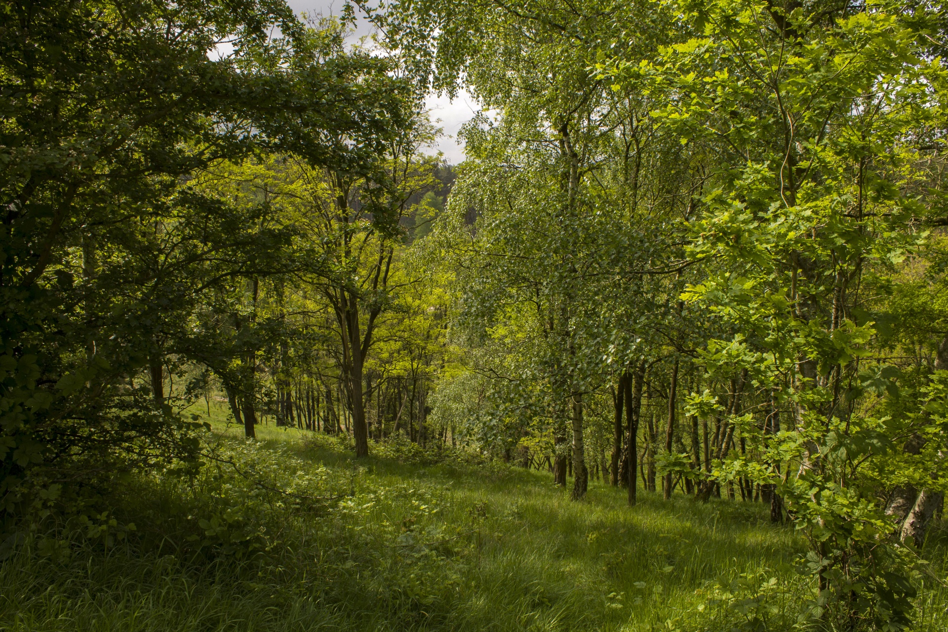 landscape nature tree free photo