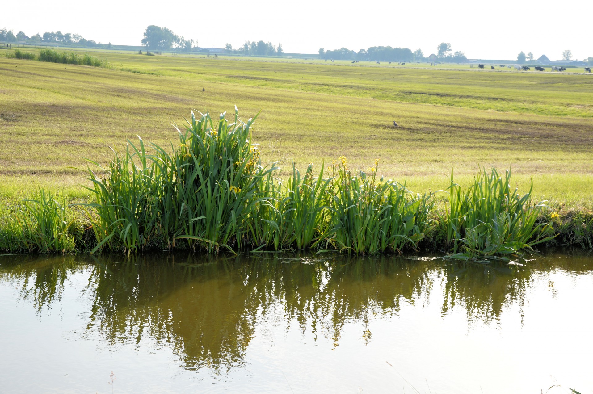 landscape nature holland free photo