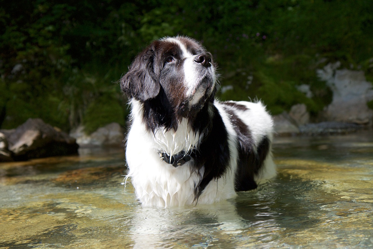 landseer dog water free photo