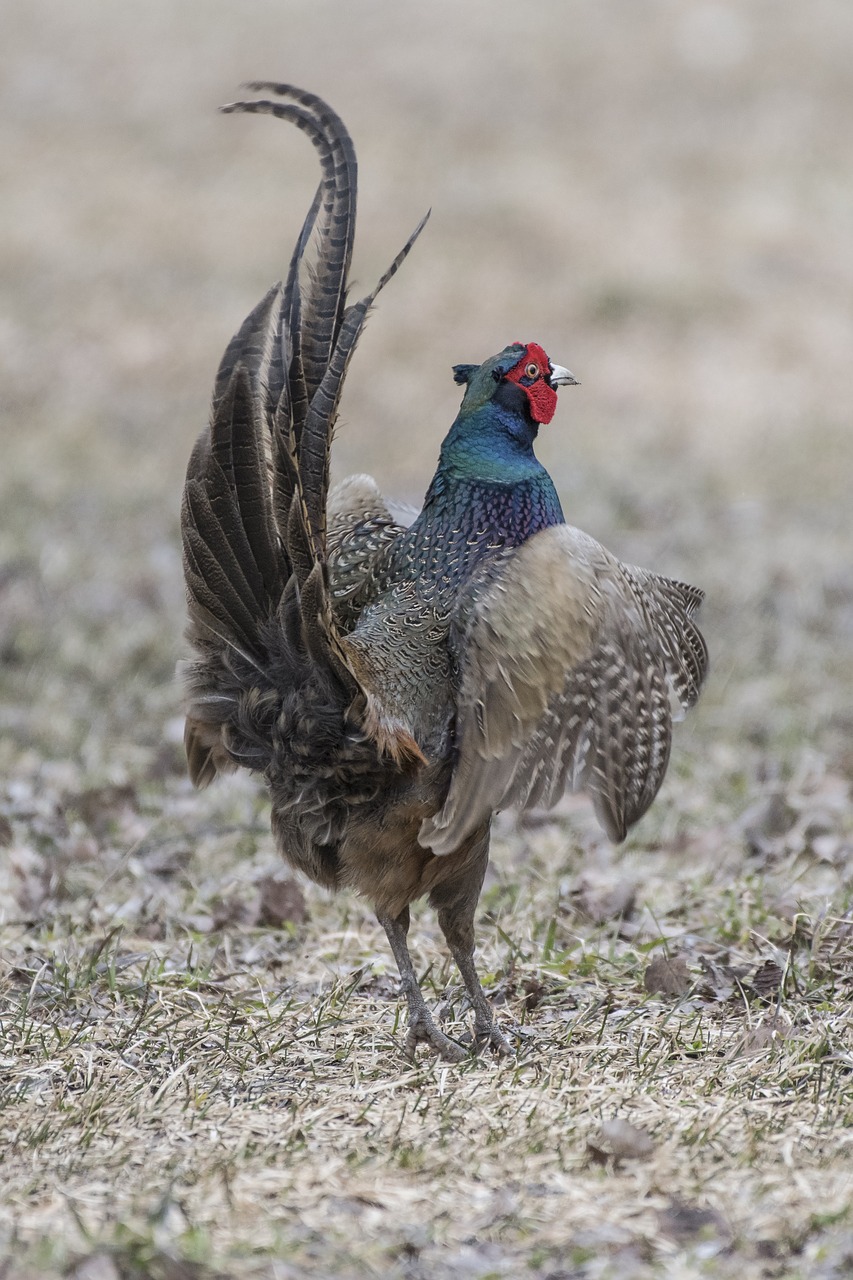 landstrom fasan pheasant free photo