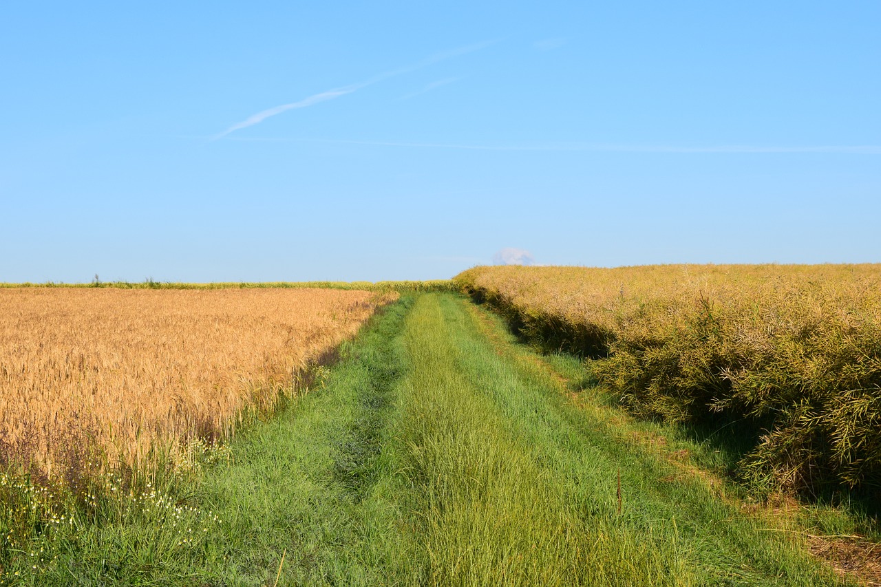 lane agriculture cereal fields free photo