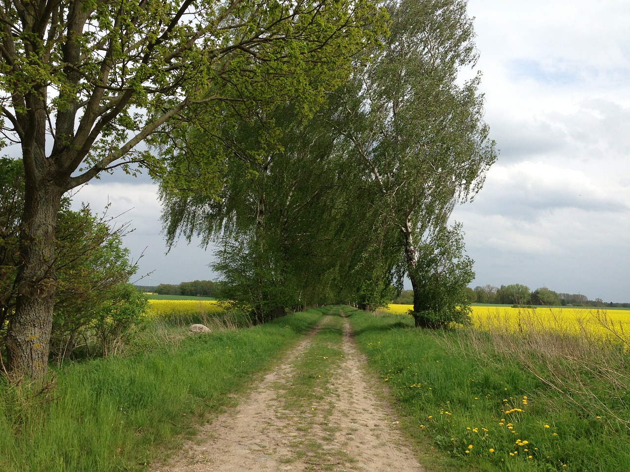 lane trees birch free photo