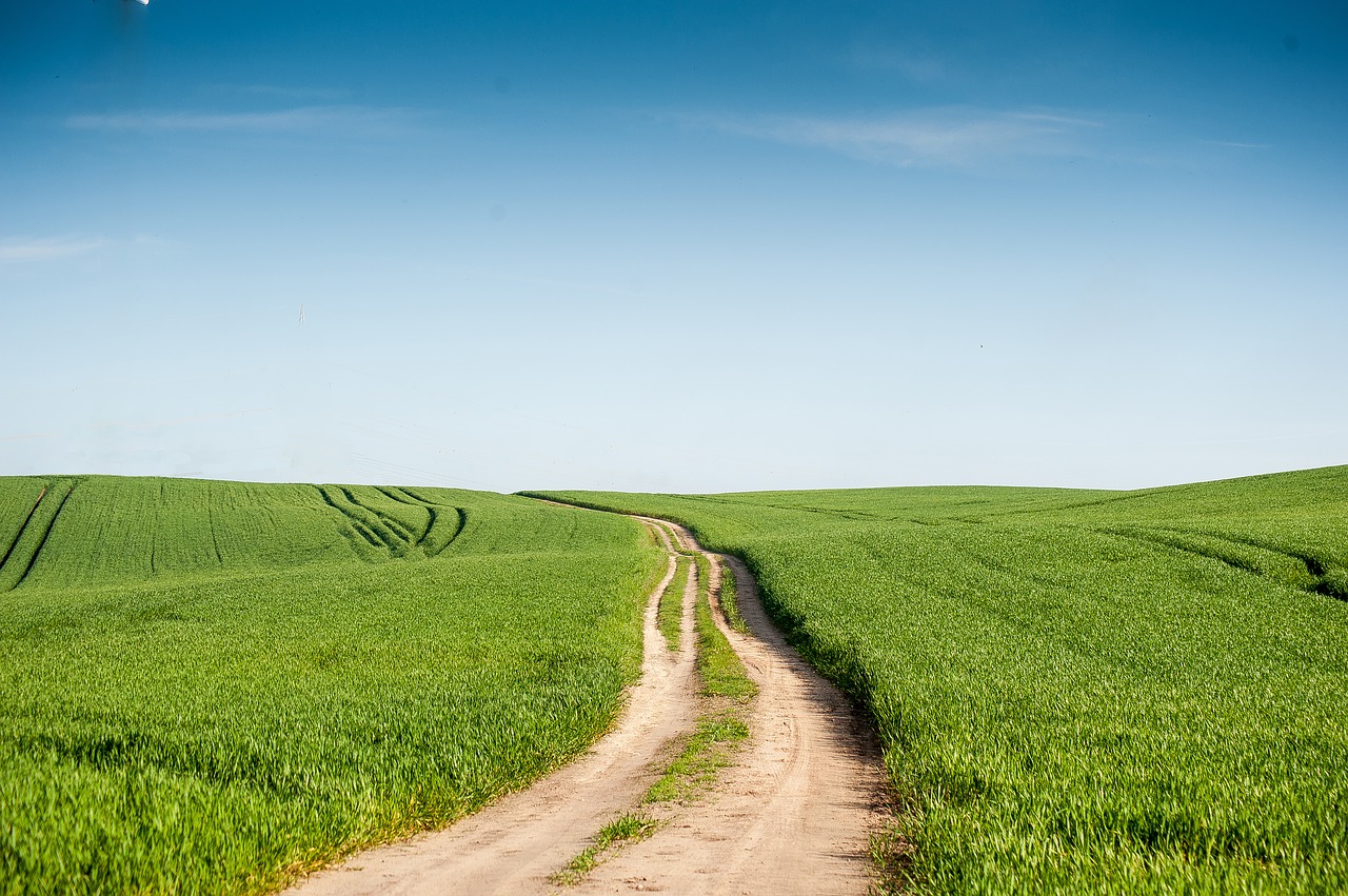 lane sand seed free photo