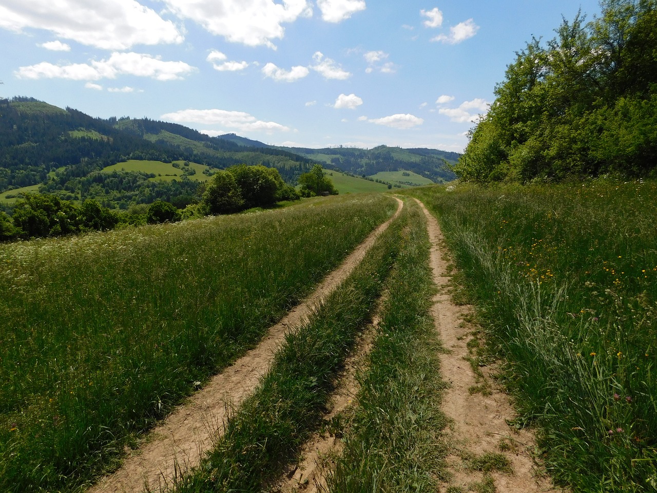 lane meadow forest free photo