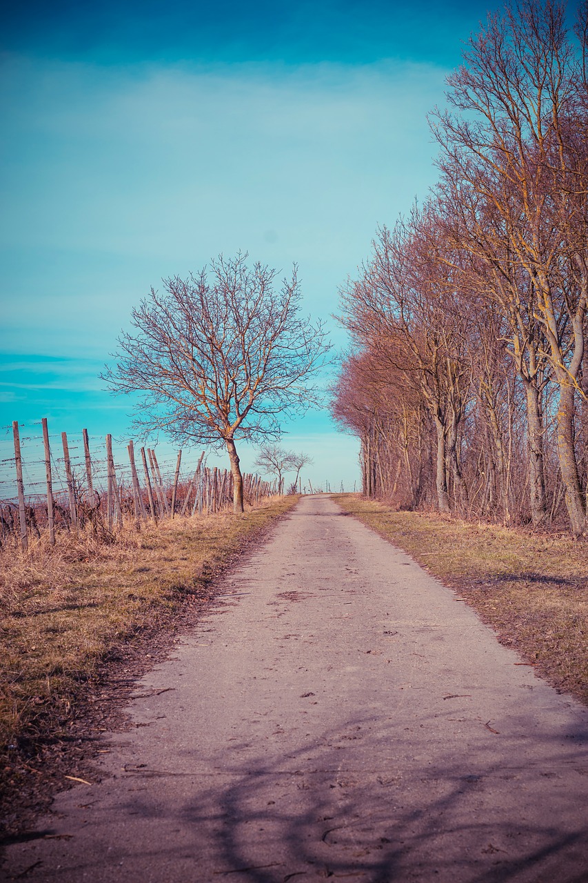 lane vineyard landscape free photo