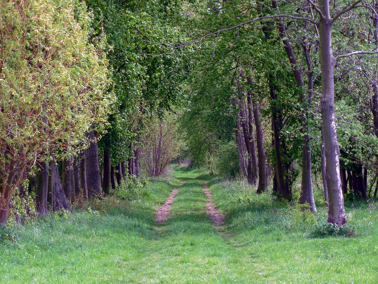 lane forest path forest free photo