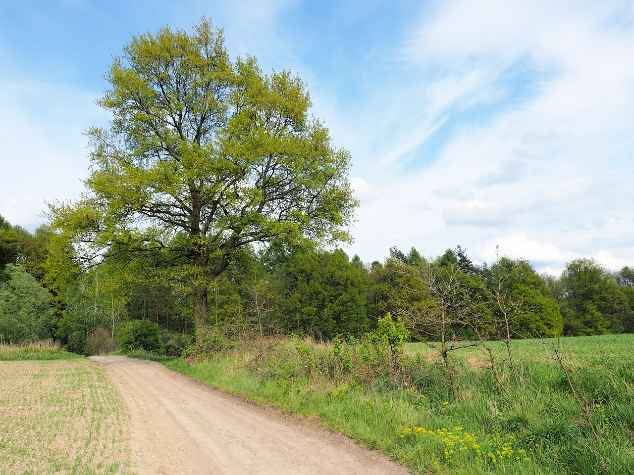 lane tree sky free photo