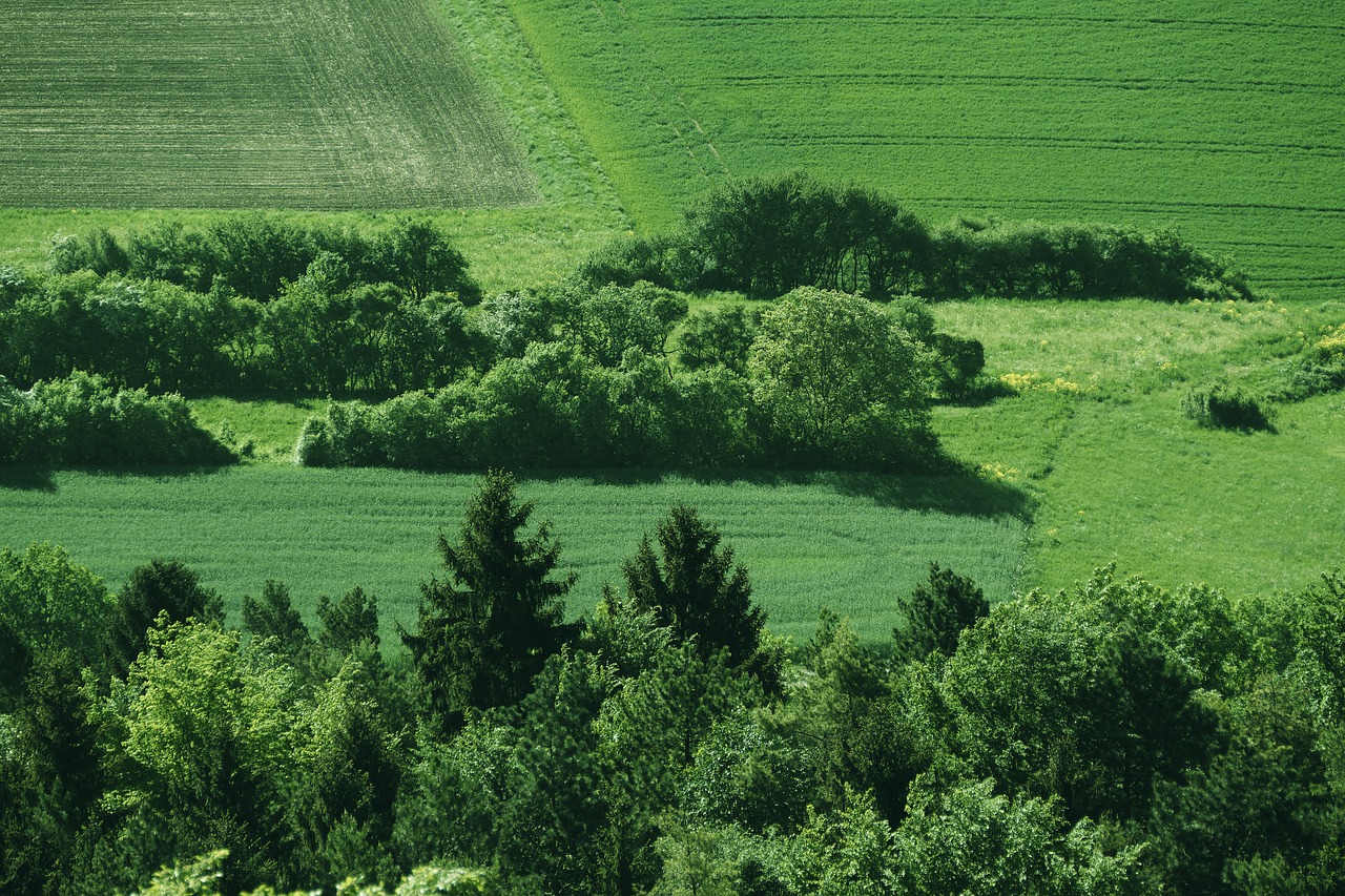 lane  arable  meadow free photo