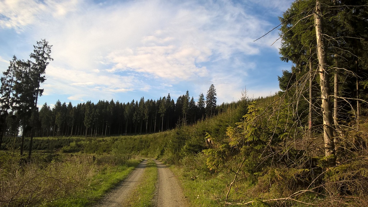 lane  trail  sauerland free photo