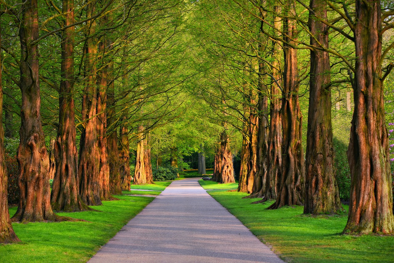 lane  tree  tree lined lane free photo