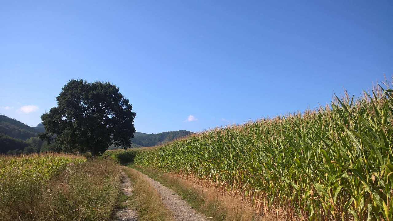 lane  tree  corn free photo