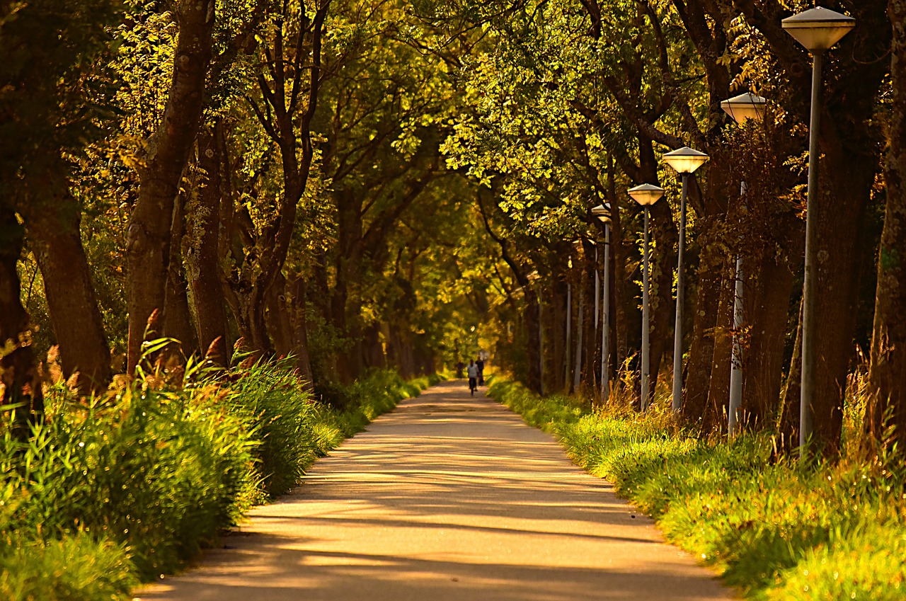 lane  tree lined  road free photo