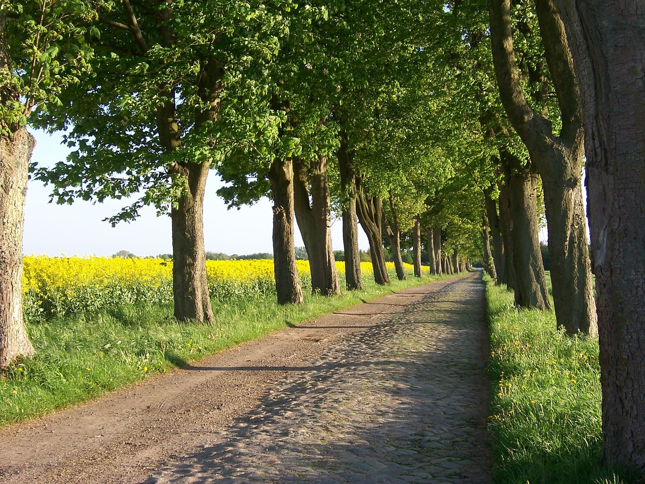 lane avenue oilseed rape free photo