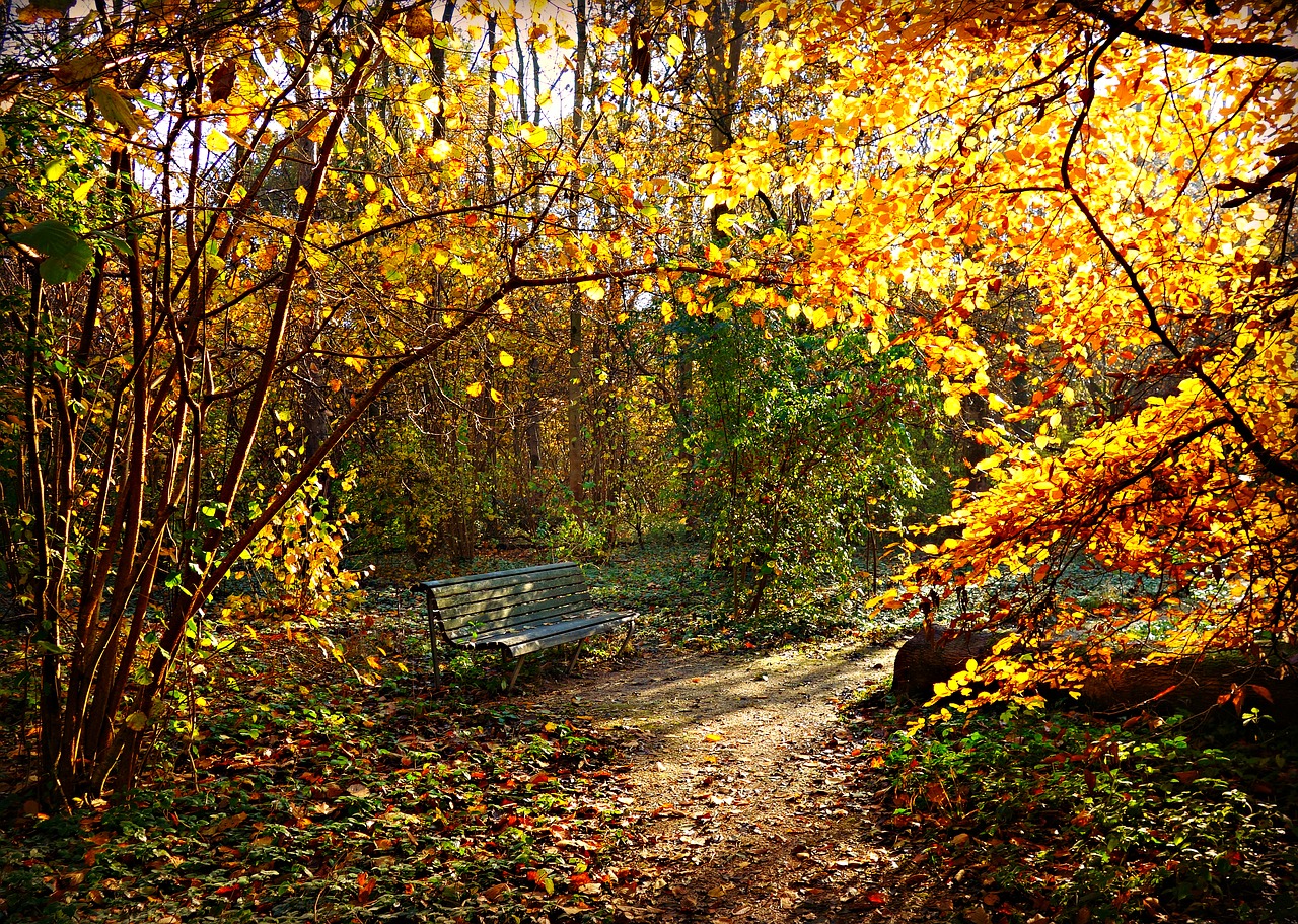 lane  bench  park free photo