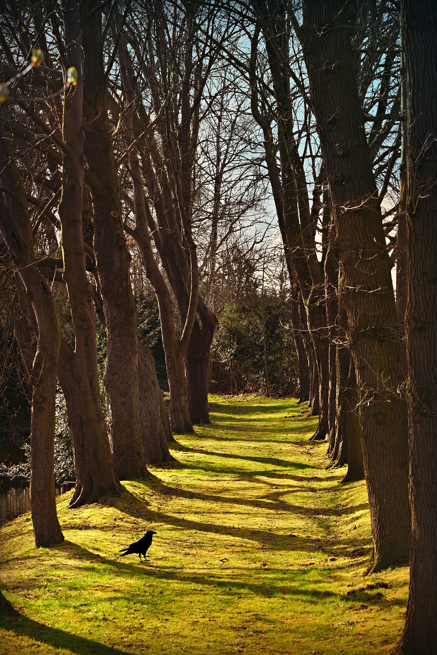 lane  tree lined  row free photo