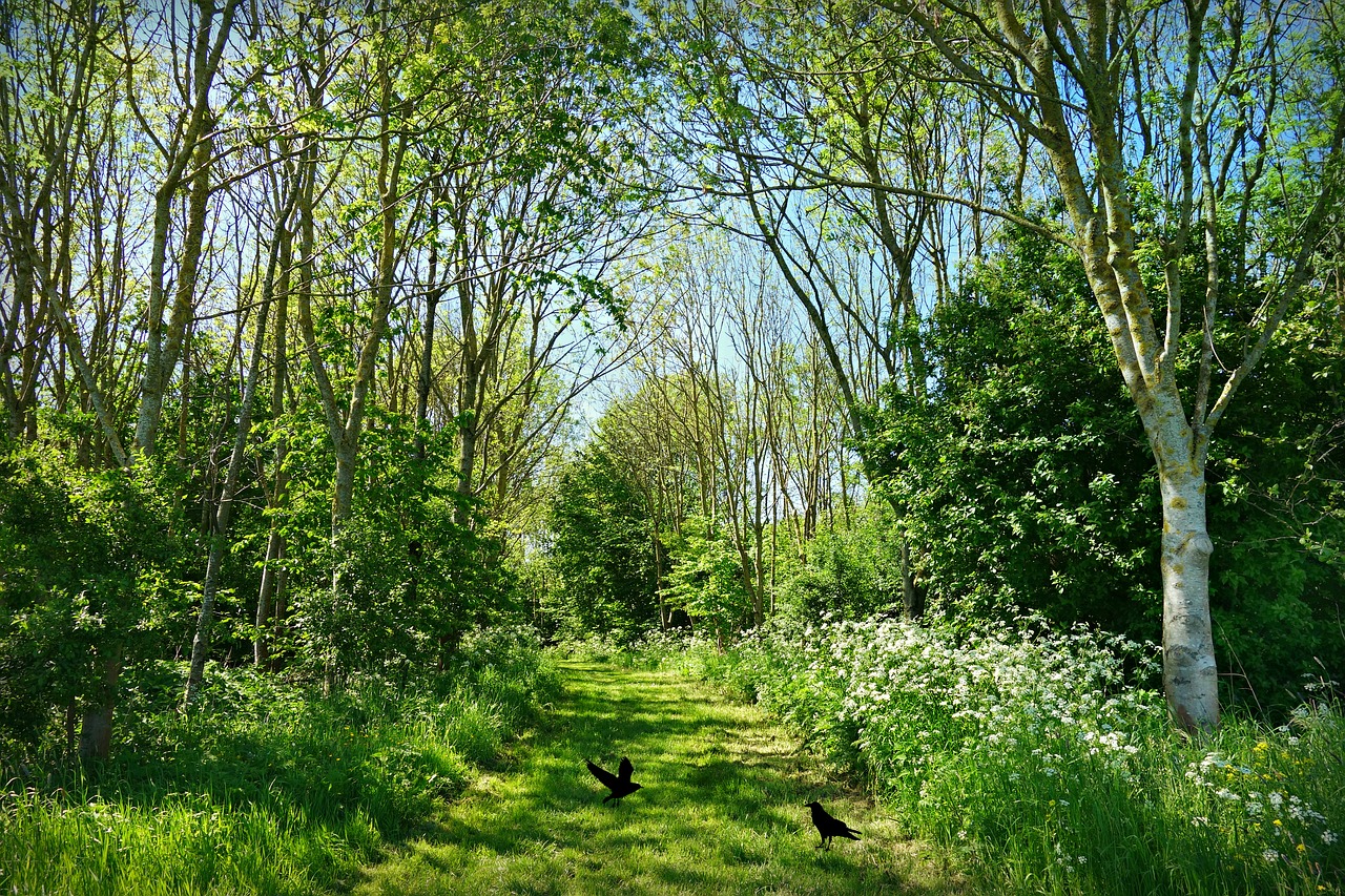 lane  tree  grass free photo