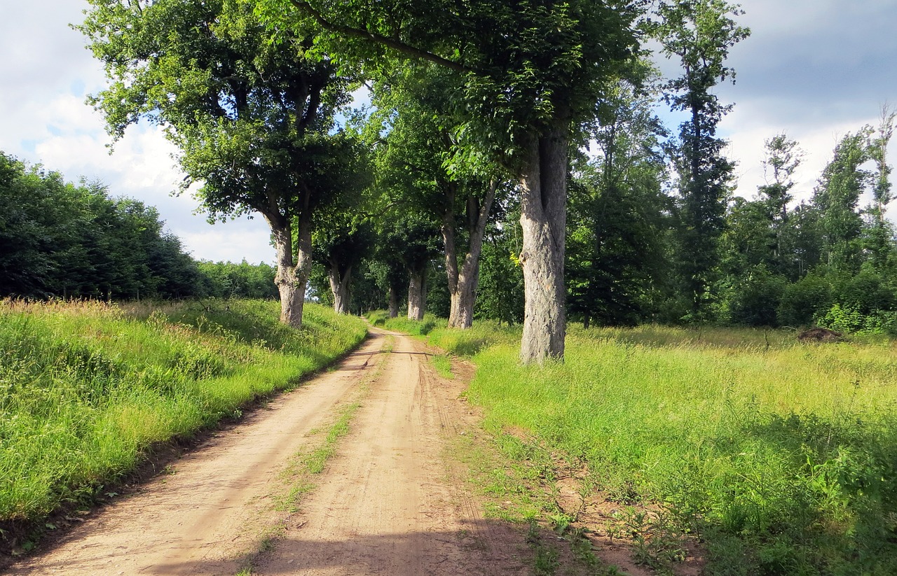 lane trail cycle path free photo