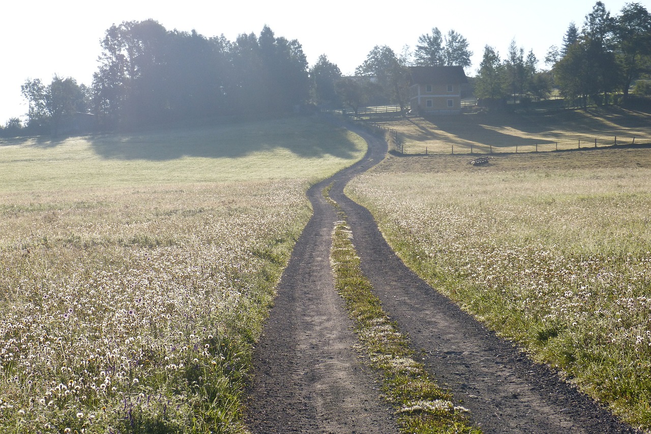 lane meadow morgenstimmng free photo