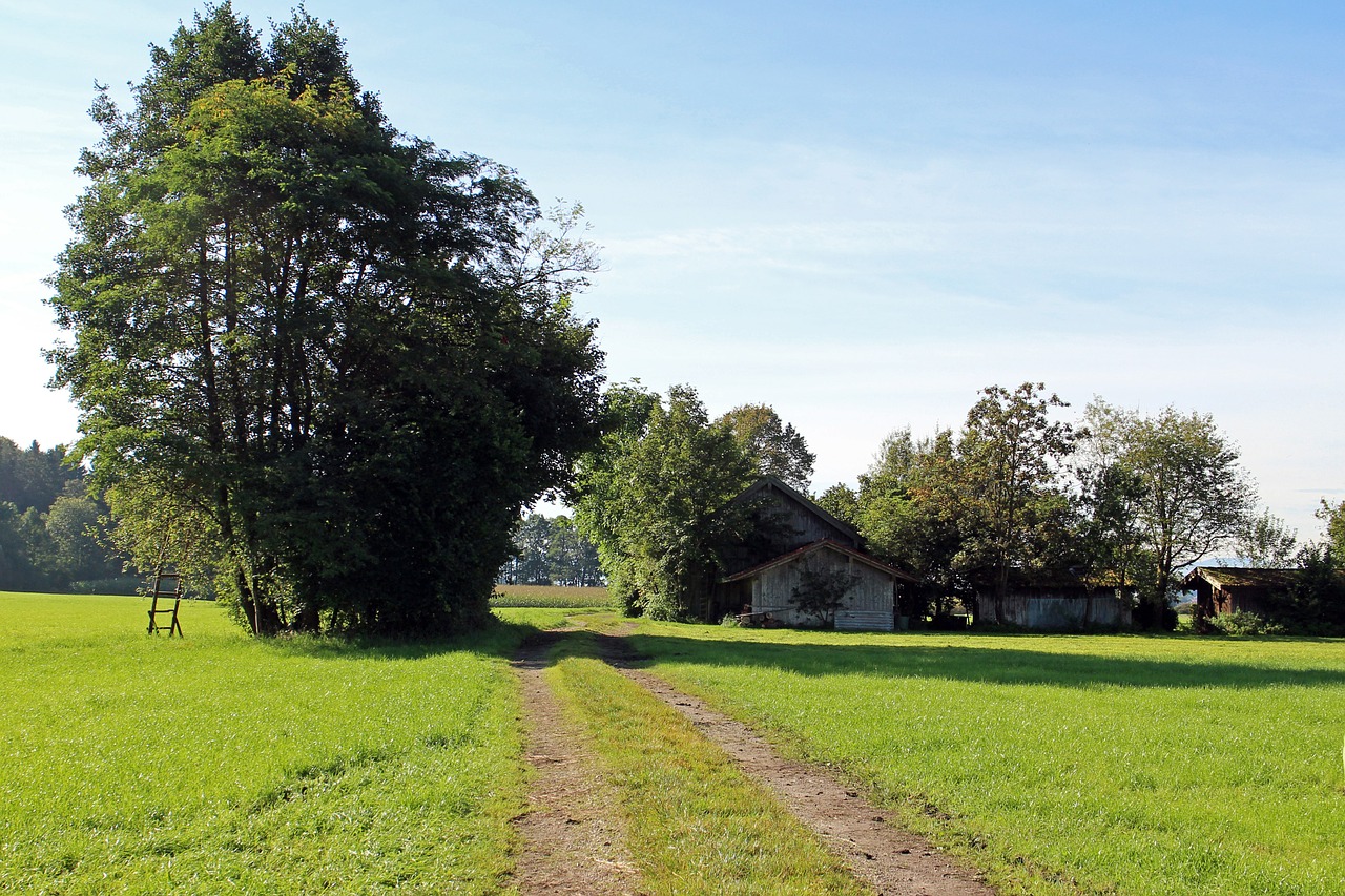 lane field meadow free photo