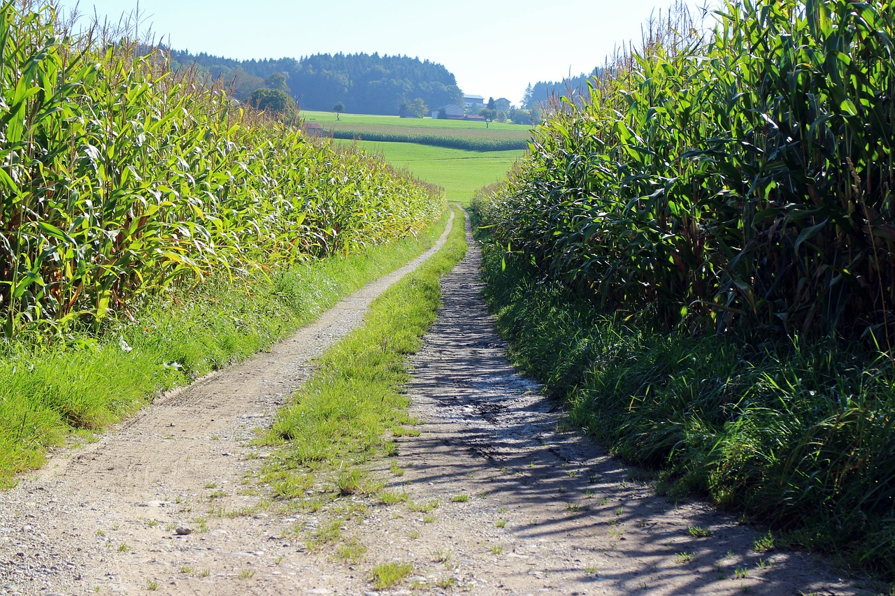 lane corn cornfield free photo