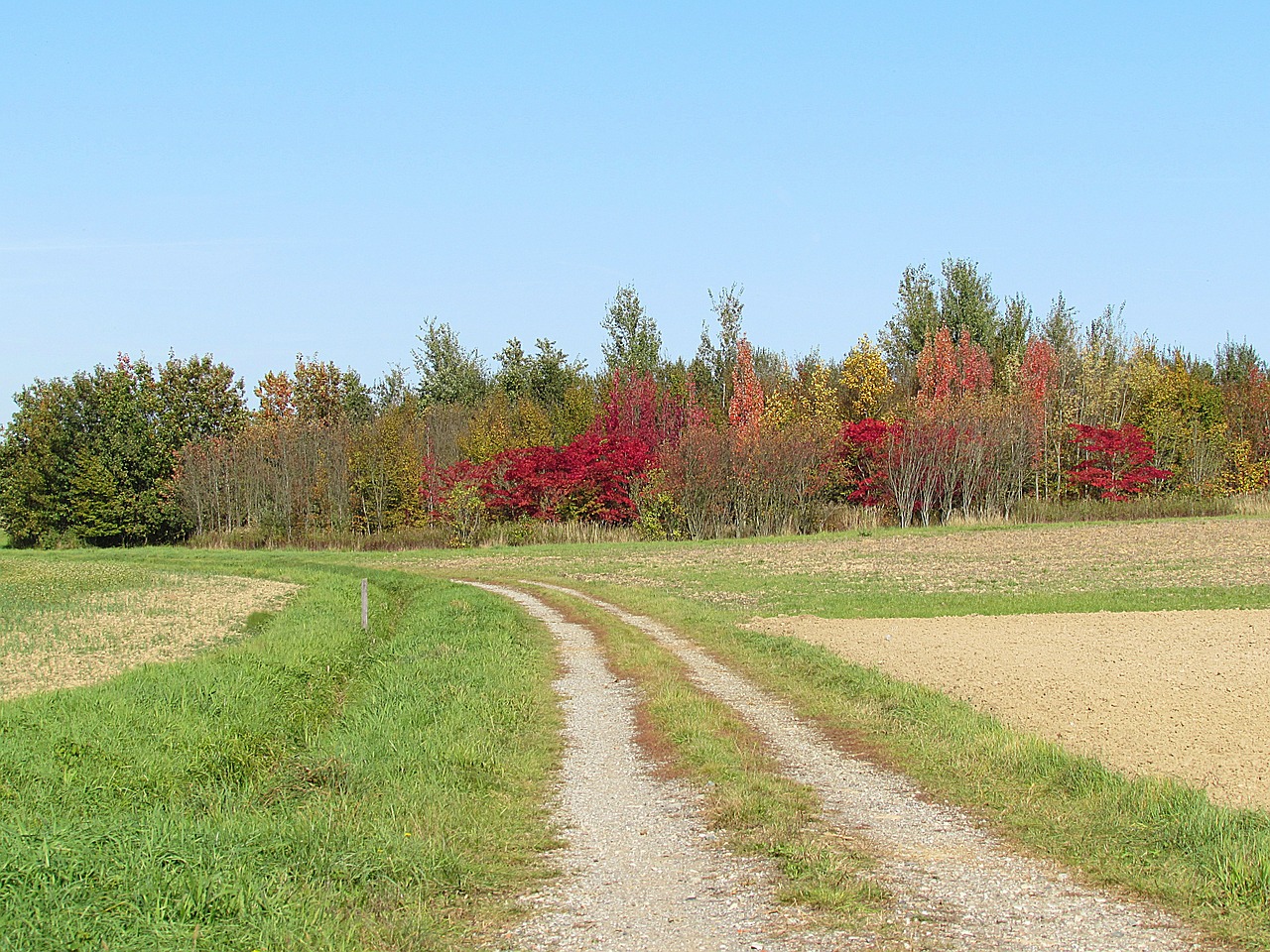 lane trees landscape free photo