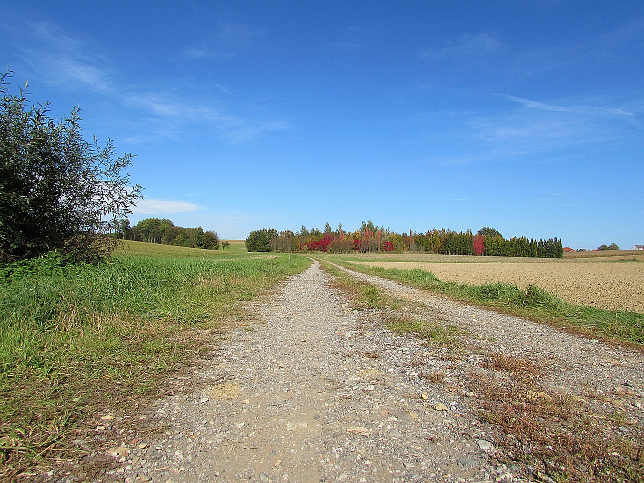 lane trail trees free photo