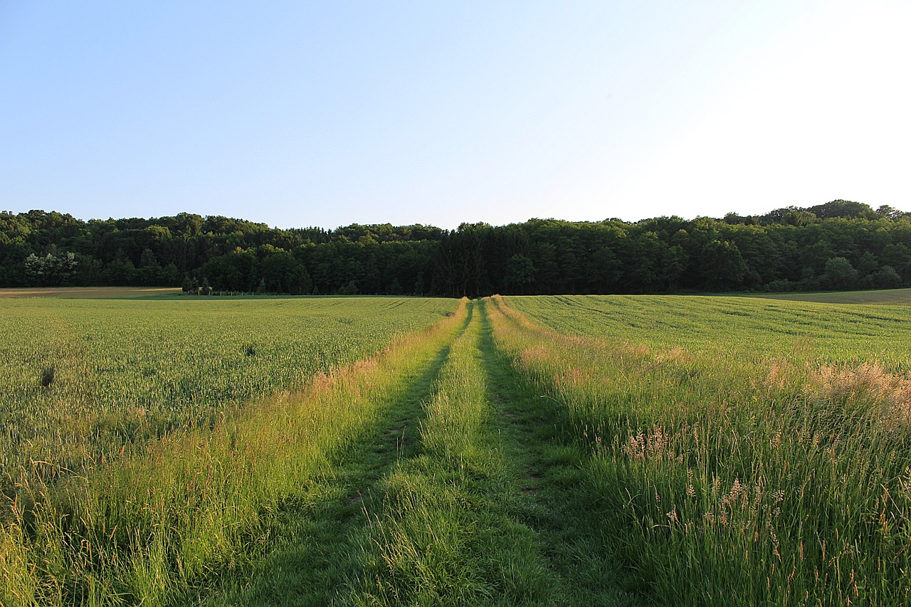 lane nature trail promenade free photo