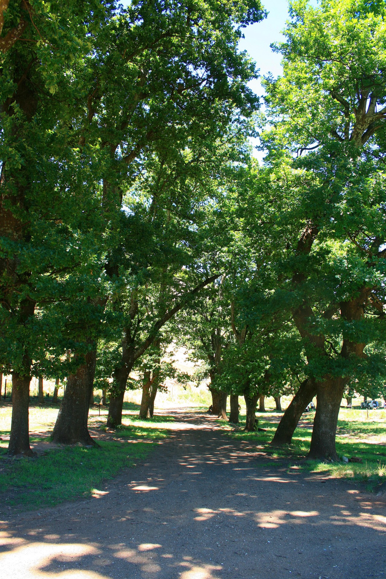 trees tall green free photo