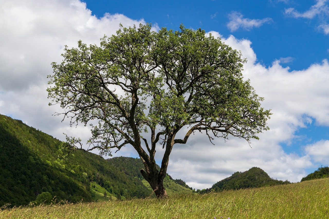 langenbruck  tree  lonely free photo