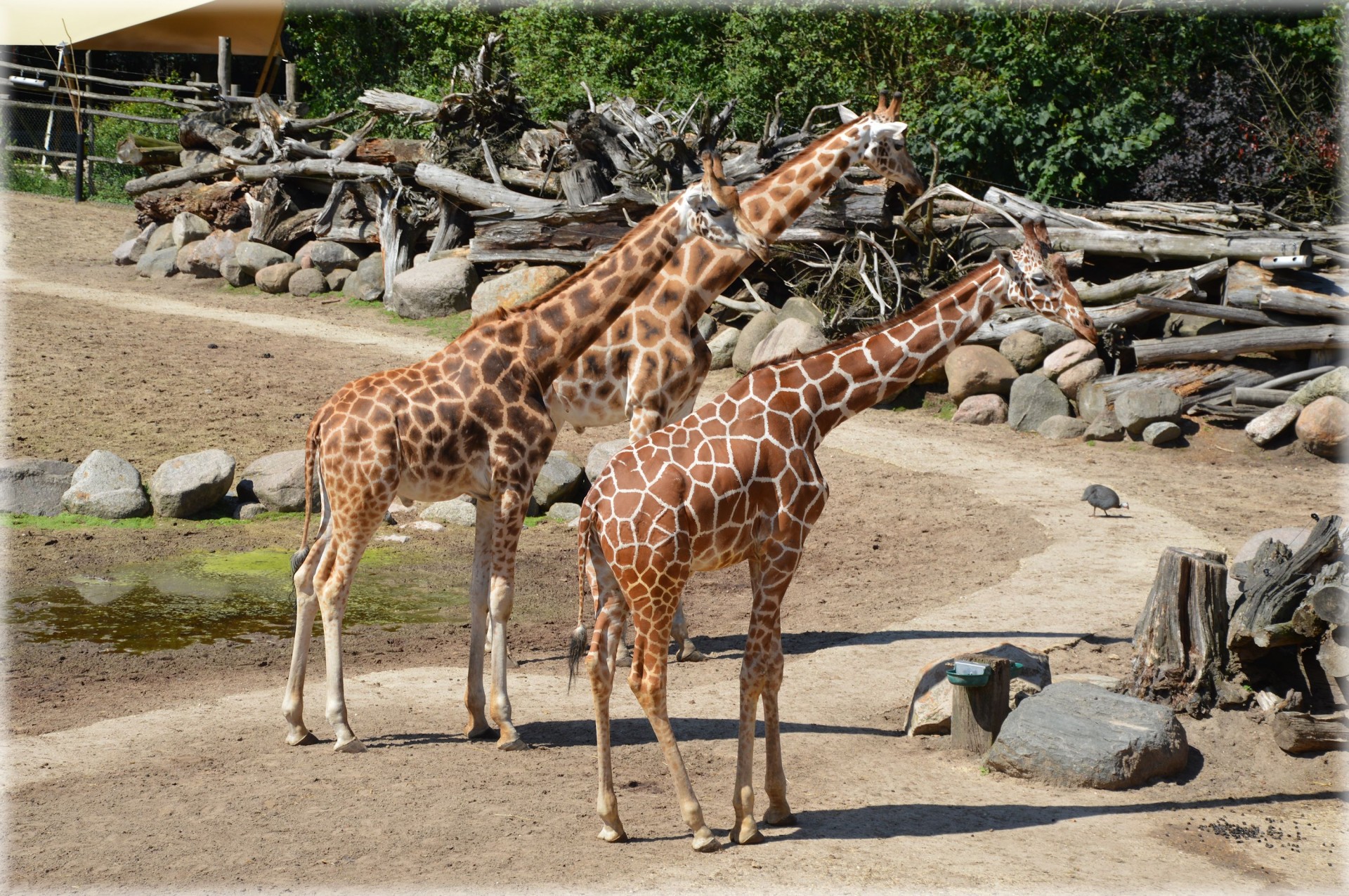 giraffe ungulate herbivorous free photo