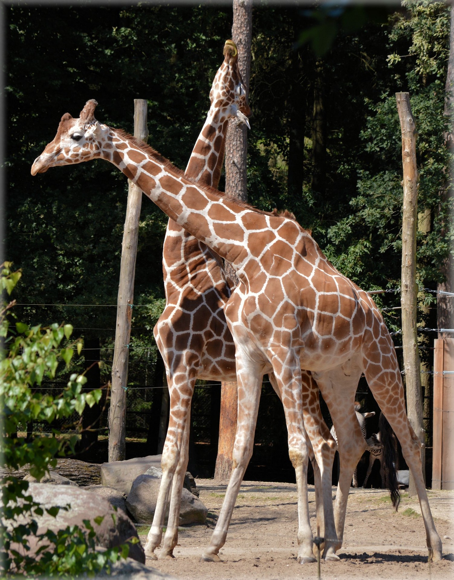 giraffe ungulate herbivorous free photo