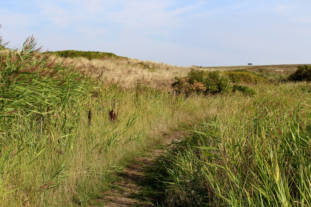 langeoog  away  dune free photo