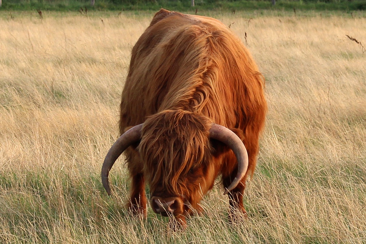 langeoog  animal  high country bull free photo