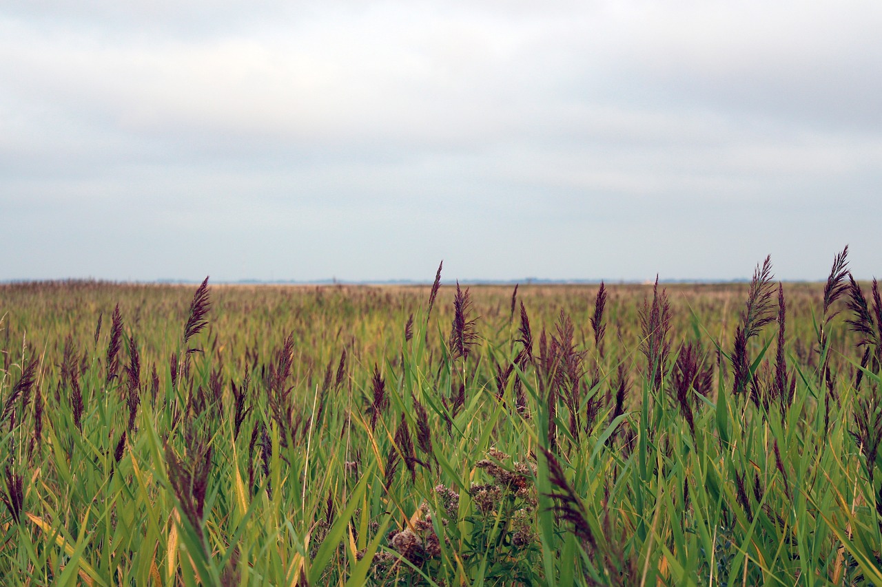 langeoog  reed  nature free photo