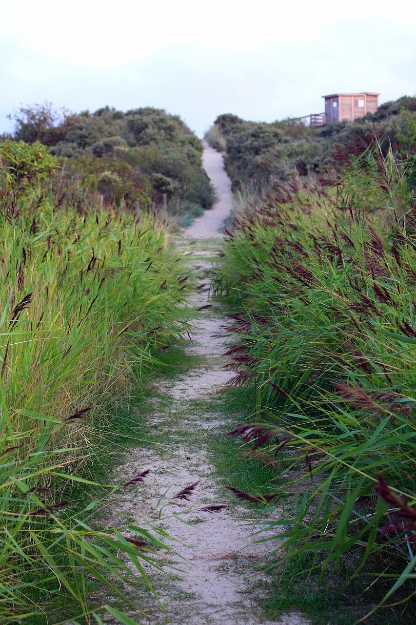 langeoog  reed  path free photo