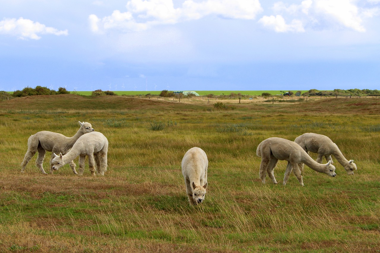 langeoog  island  east frisia free photo