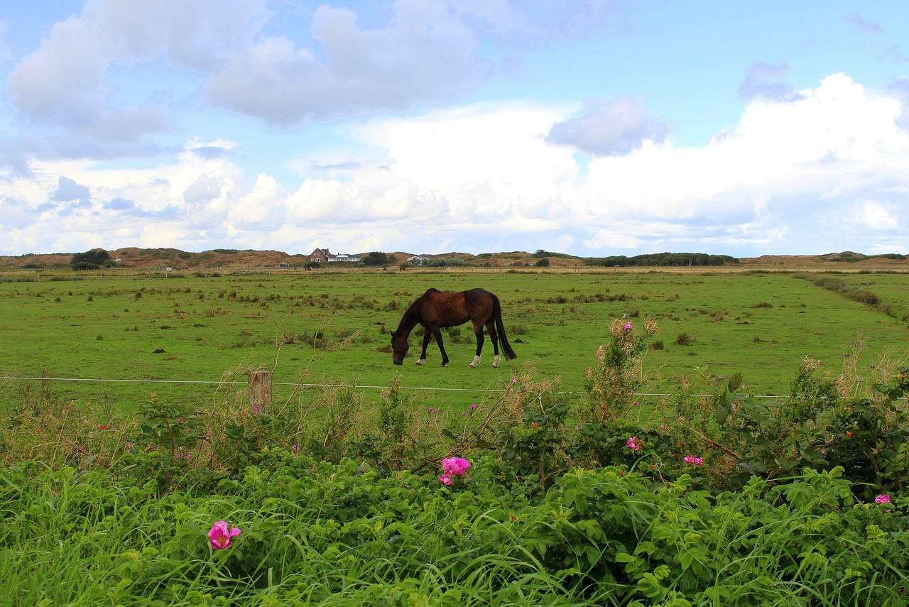 langeoog  island  east frisia free photo