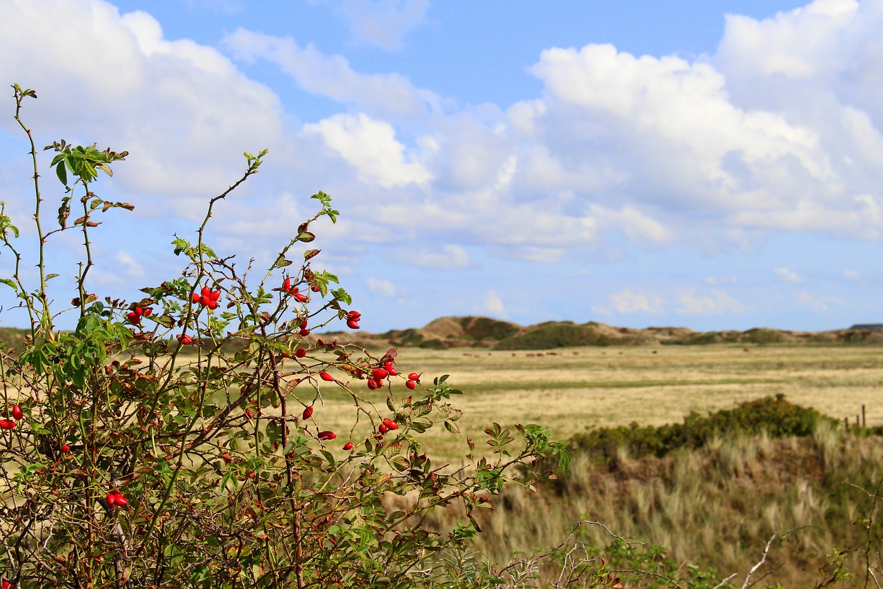 langeoog  landscape  sky free photo