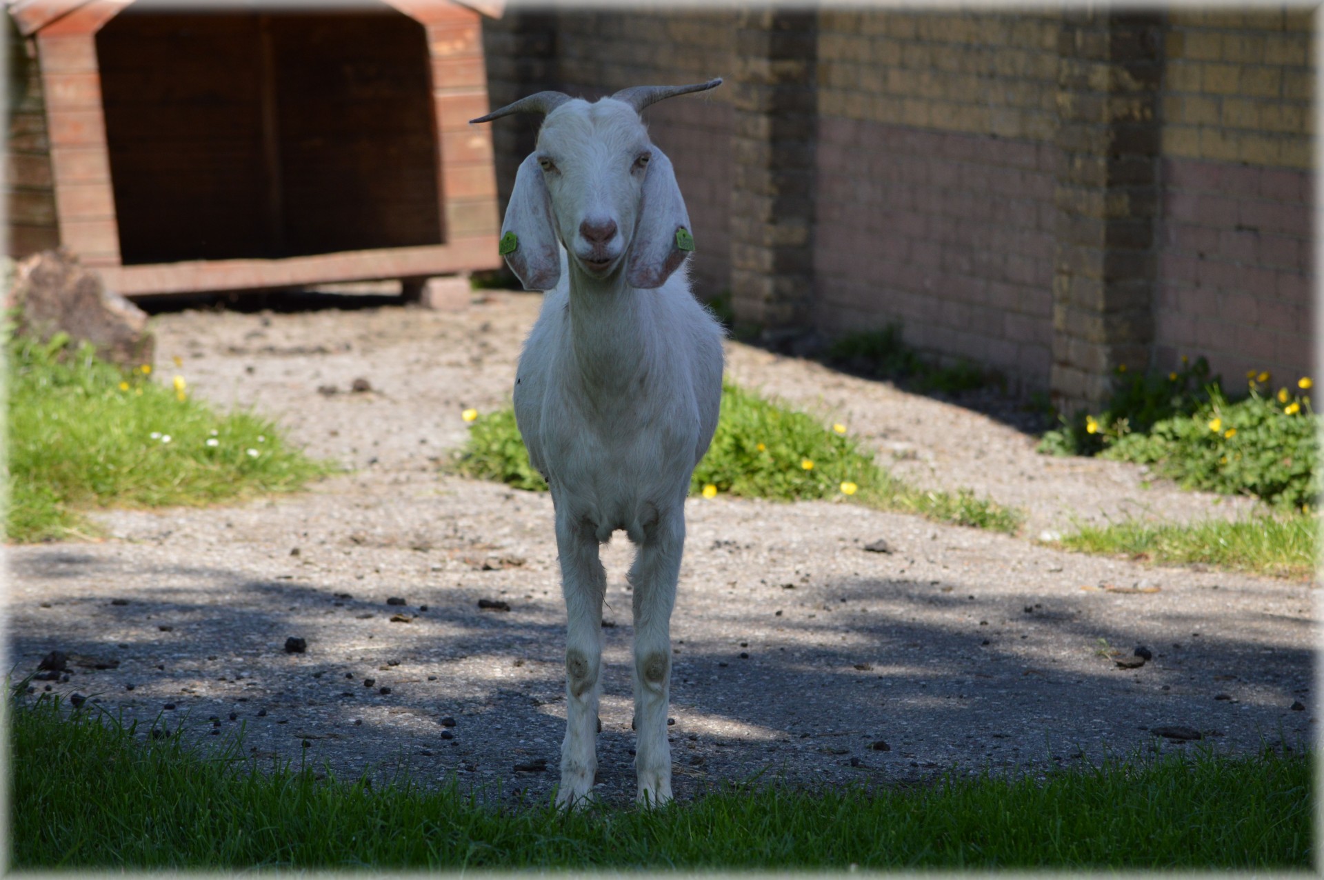 goat farm animals free photo