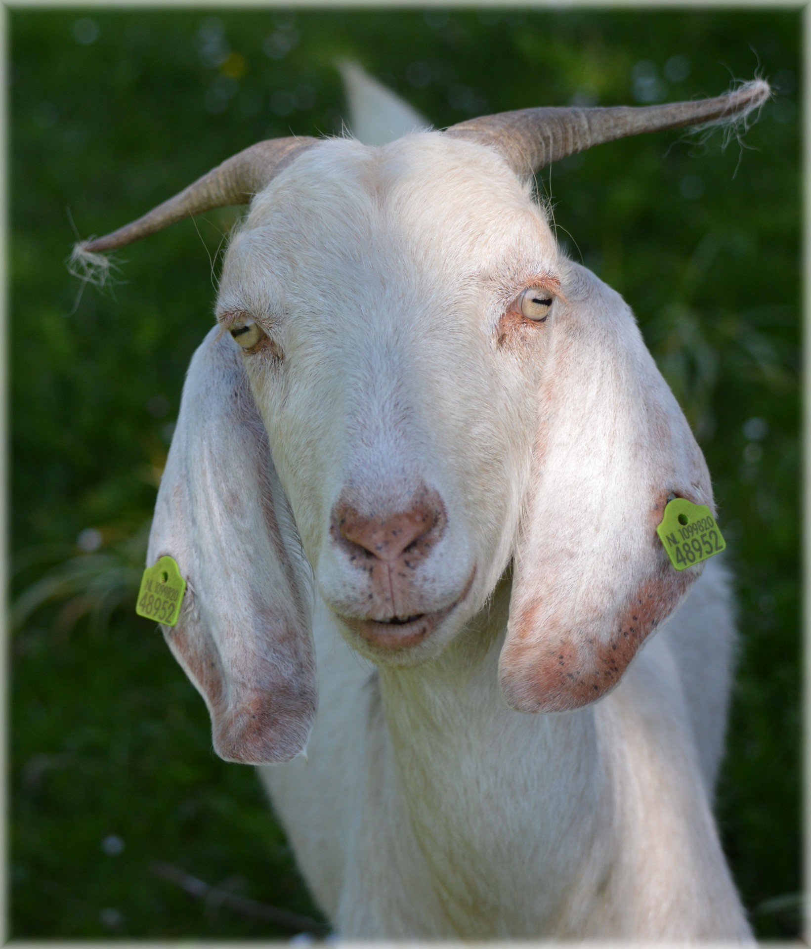 goat farm animal free photo