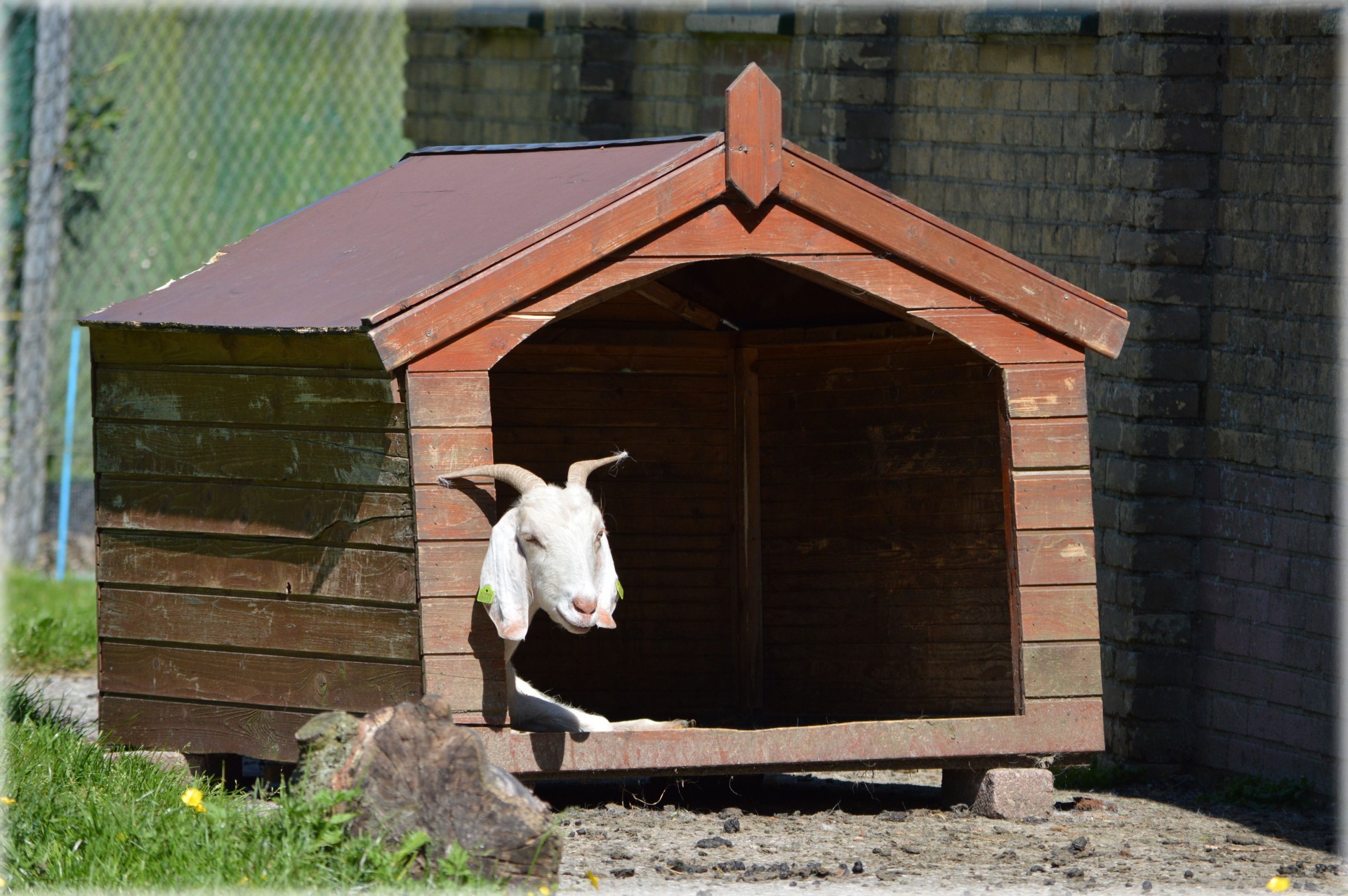 goat farm animal free photo