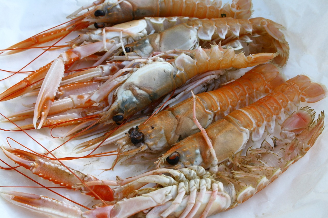 langoustine shellfish seafood free photo