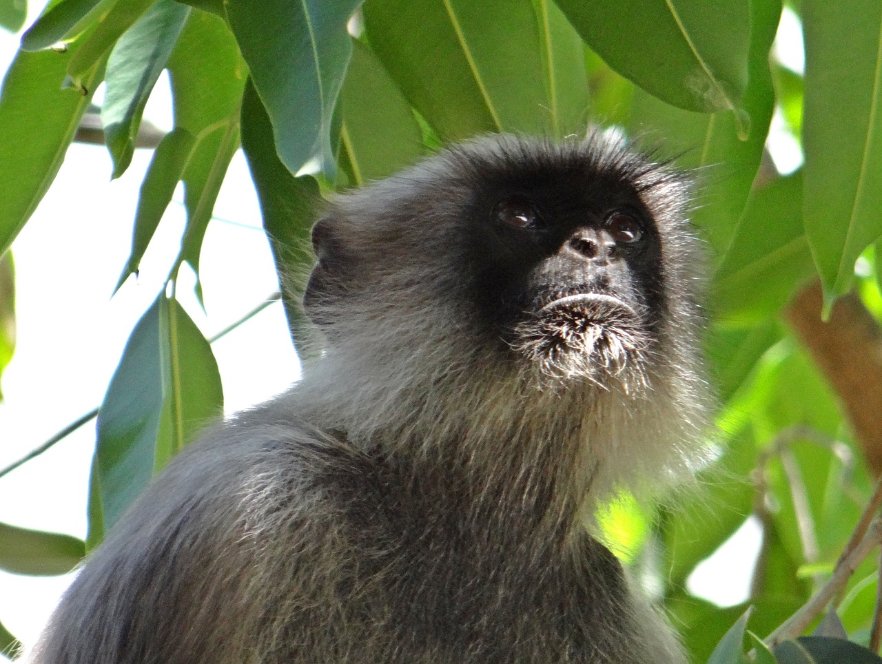 langur monkey animal free photo