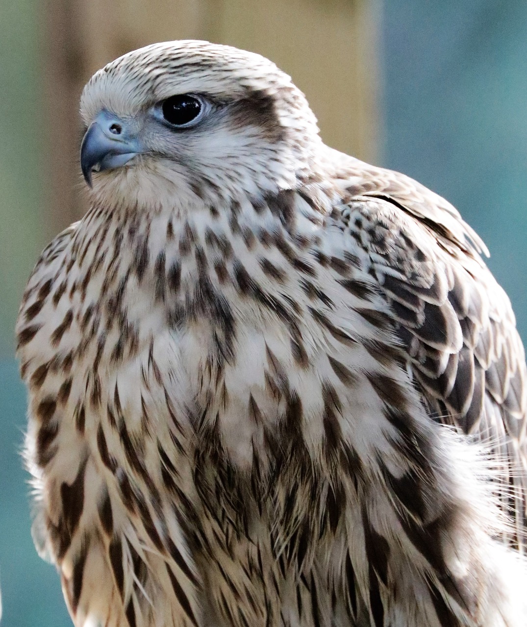 lanner falcon bird free photo