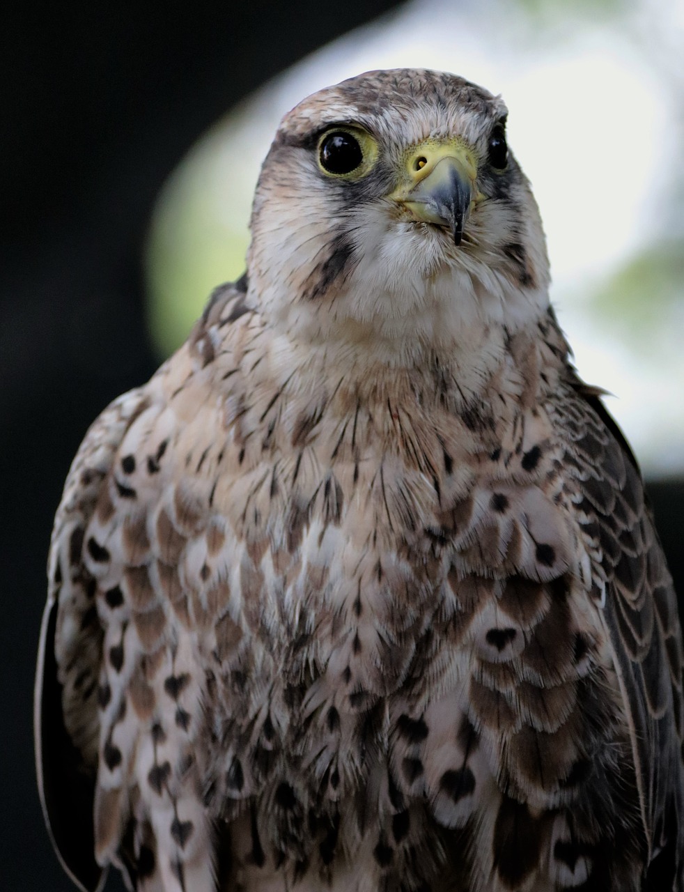 lanner falcon bird free photo