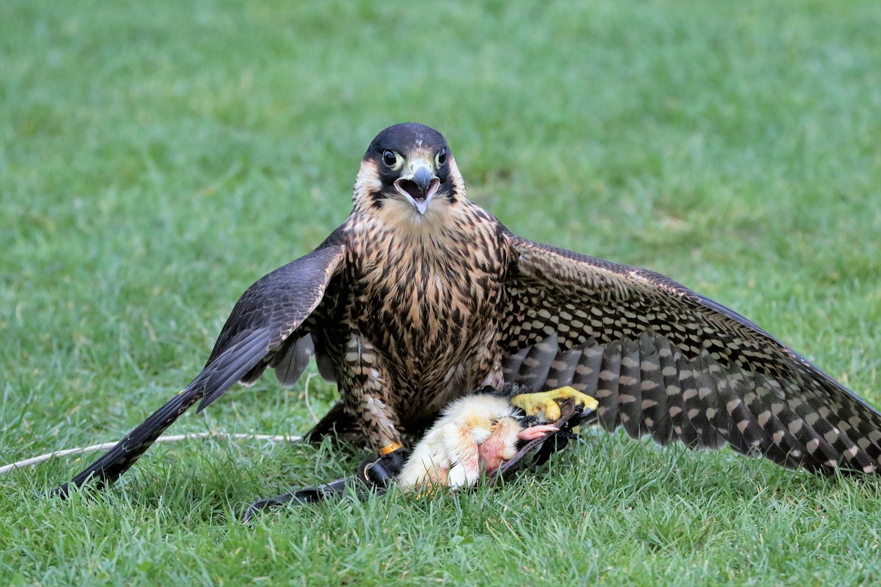falcon bird beak free photo