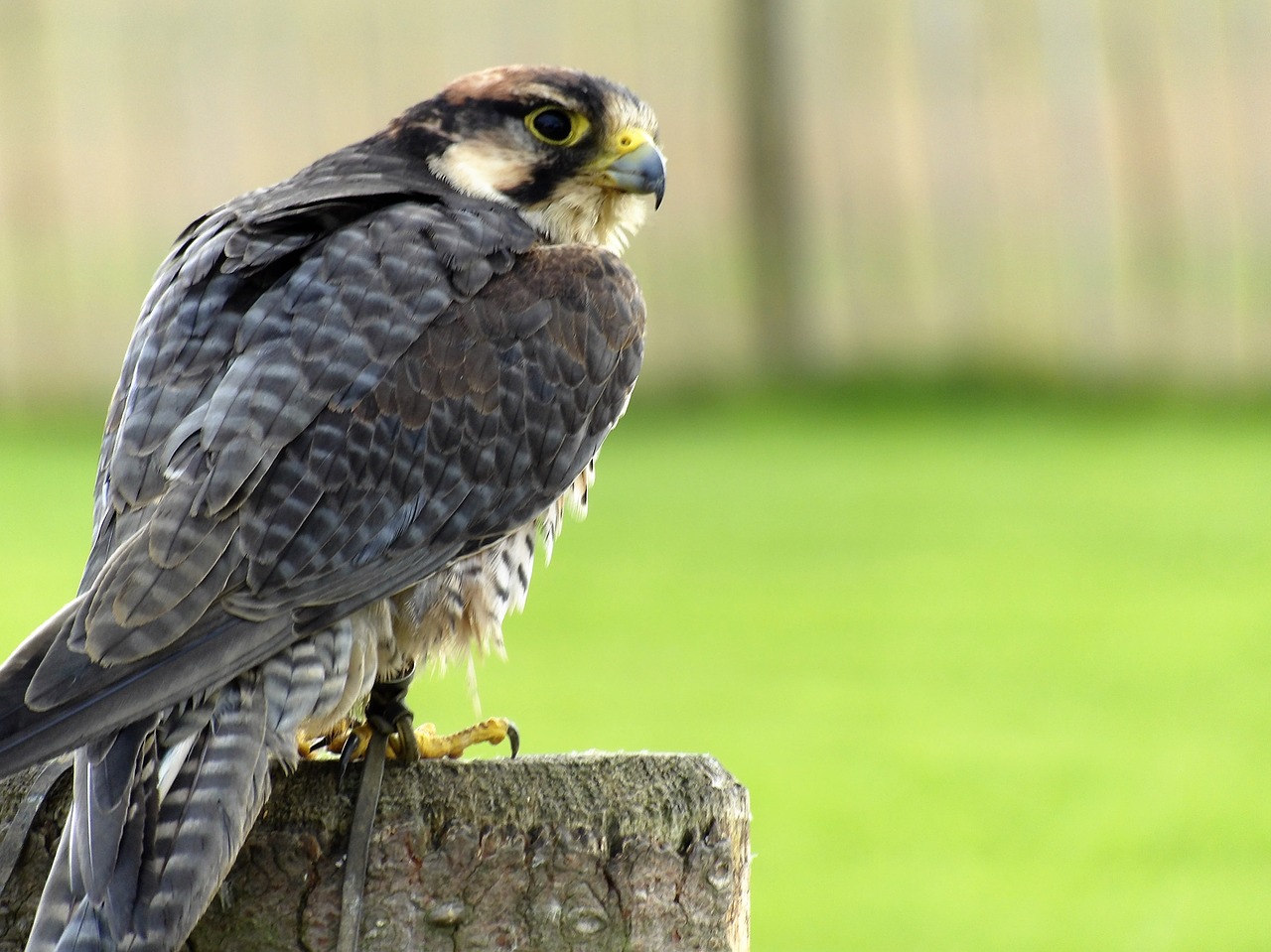 lanner falcon bird free photo