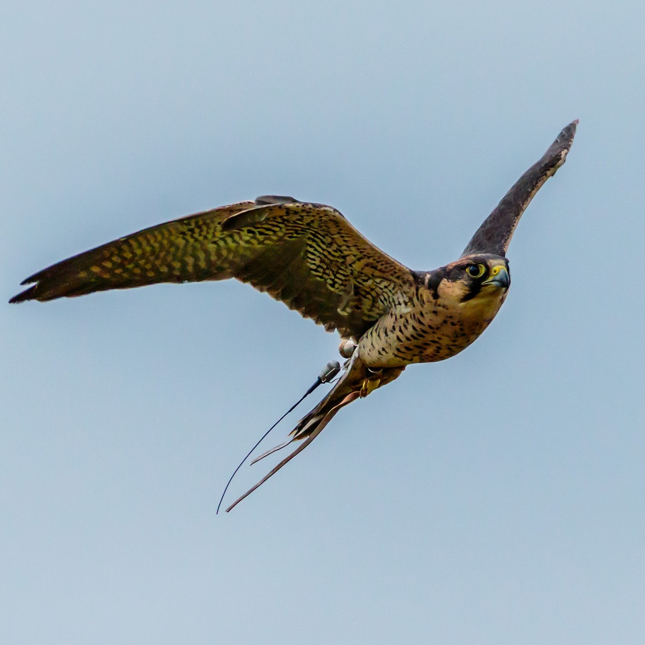 lanner falcon bird of prey prey free photo