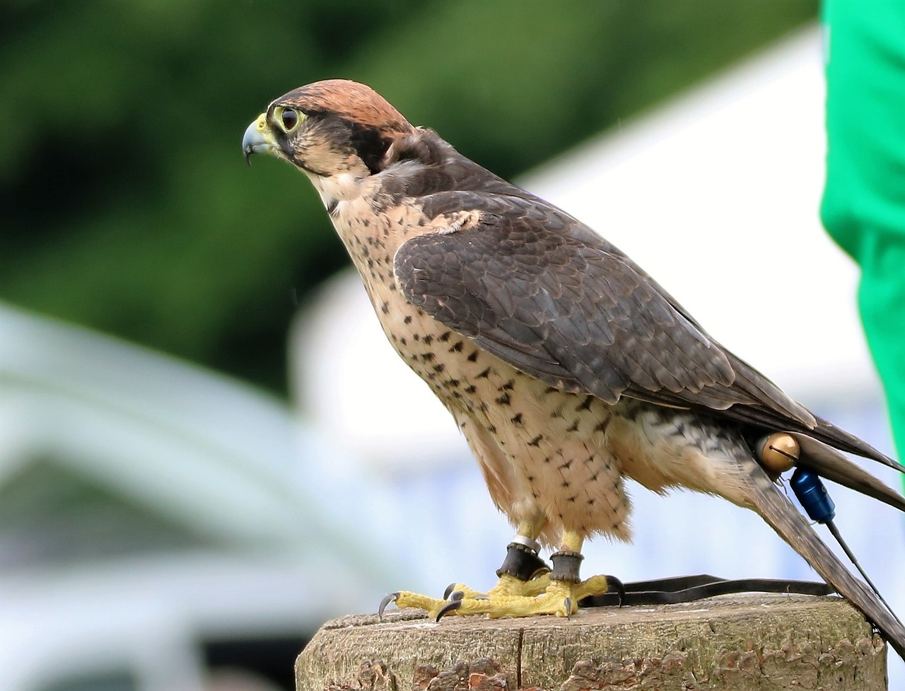 lanner falcon falcon bird free photo